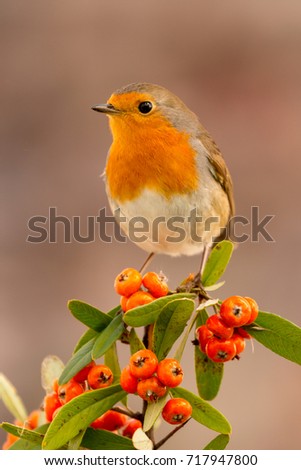 Image, Stock Photo Pretty bird Beautiful Life