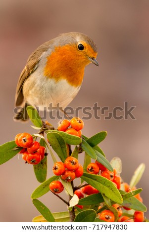 Similar – Image, Stock Photo Pretty bird Beautiful Life