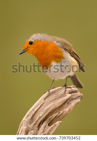 Similar – Image, Stock Photo Pretty bird Beautiful Life