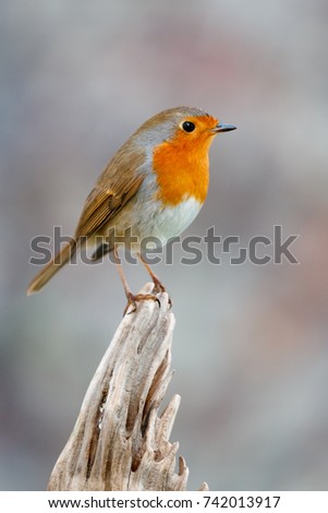 Similar – Image, Stock Photo Pretty bird Beautiful Life