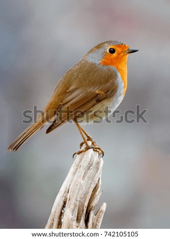 Image, Stock Photo Pretty bird Beautiful Life