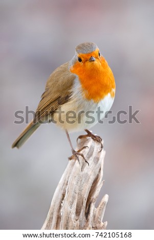 Similar – Image, Stock Photo Pretty bird Beautiful Life