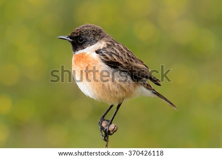 Similar – Image, Stock Photo Pretty bird Beautiful Life