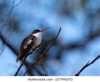 Pretty Birds Southwest Stock Photo 1577941072 | Shutterstock