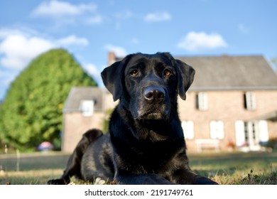 Pretty Black Labrador Dog In The Light Of The End Of The Day With In The Background A Rustic Country House.