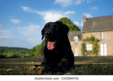 Pretty Black Labrador Dog In The Light Of The End Of The Day With In The Background A Rustic Country House.