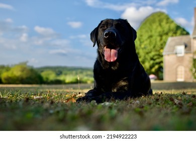 Pretty Black Labrador Dog In The Light Of The End Of The Day With In The Background A Part Of A Rustic Country House.