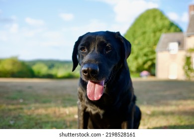 Pretty Black Labrador Dog In The Light Of The End Of The Day With In The Background A Rustic Country House.