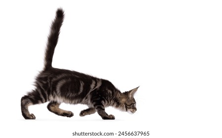 Pretty black tabby blotched Maine Coon cat kitten, walking side ways hunting with head low and tail fierce up. Looking away from camera. Isolated on a white background. - Powered by Shutterstock