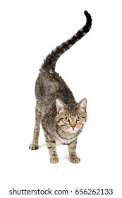 Pretty Black And Tan Color Tabby Cat With Tail Sticking Up In Air. Isolated On White.