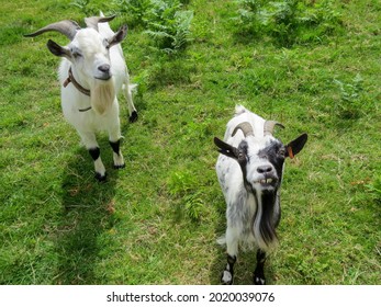 Pretty Black And White Goats With A Toothy Grin And Black Knees