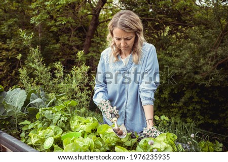 pretty blonde young woman is looking for slugs in lettuce in raised bed in garden and is not a fan of the animals and is not happy