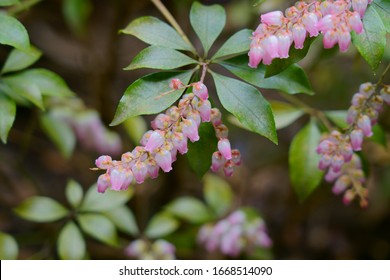 Pieris Japonica Bilder Stockfotos Und Vektorgrafiken Shutterstock