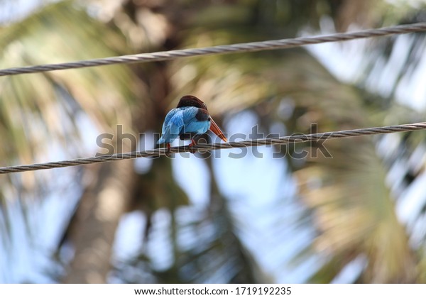 Pretty\
blue bird sitting on a wire line. Kingfisher\
bird