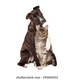 A Pretty Brindle Coated Mountain Cur Dog Sitting Next To A Pretty Tabby Cat With His Arm Around Her And Paw Resting On Her Shoulder