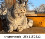 Pretty British shorthair cat feline. 