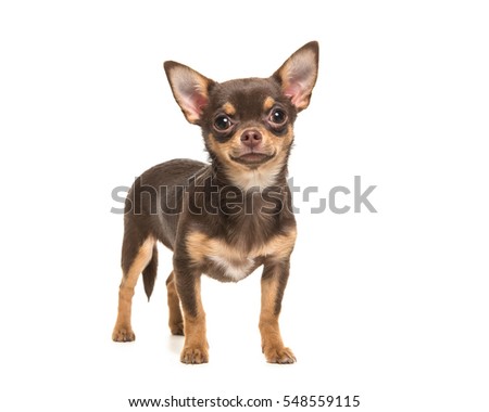 Pretty brown chihuahua dog standing and facing the camera isolated on a white background