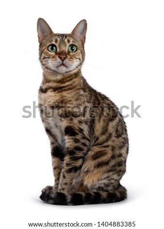 Pretty brown spotted female Bengal cat sitting side wards like Egyptian god. Looking above lens with mesmerizing green eyes. Tail curled around body. Stock photo © 