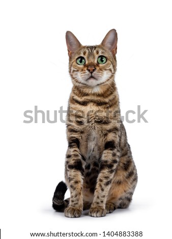 Pretty brown spotted female Bengal cat sitting facing front like Egyptian god. Looking above lens with mesmerizing green eyes. Tail curled around body. Stock photo © 
