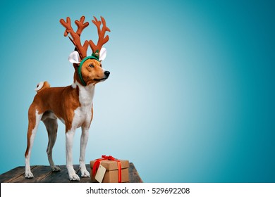 Pretty brown and white puppy dressed up as a reindeer stays next to a present in a box with red bow and tag on cold blue background, looking on side