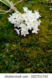 Pretty bunch of white narcissus flowers, tied with twine, lying on soft green moss