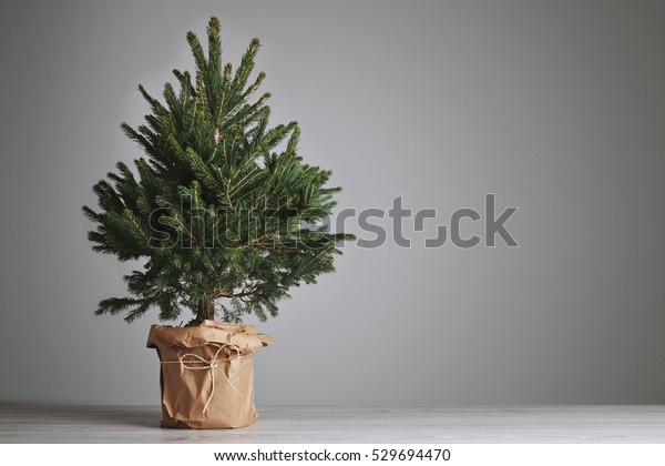 Pretty Bushy Danish Christmas Tree Without Nature Holidays