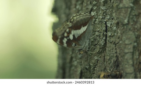 Pretty. Butterfly Amur Purple or Apatura iris amurensis on the tree bark. Butterfly on tree trunk in summer forest. Close up. - Powered by Shutterstock