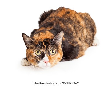 Calico Cat Images Stock Photos Vectors Shutterstock