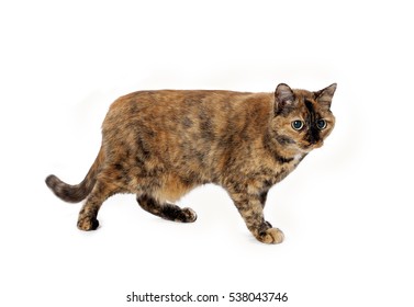 A Pretty Calico Breed Cat On White Background