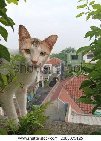 Pretty cat in the garden #high #cutecat