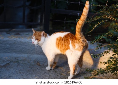 Pretty Cat Marks His Territory In The Garden.