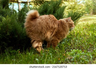 Pretty Cat Marks His Territory In The Garden.