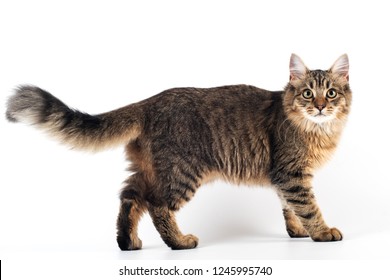 Pretty Cat Mixed Breed On White Background Standing Full Body