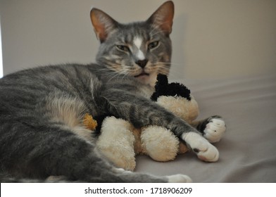 Pretty Cat In Rainbow Light And With A Stuffed Animal