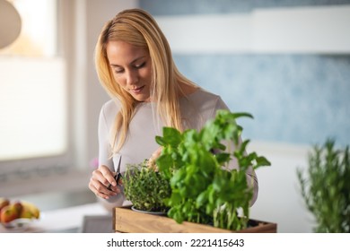 Pretty Caucasian woman, hobby home gardener, pruning thyme plants in the pot, by using sharp shears, handheld shot. - Powered by Shutterstock