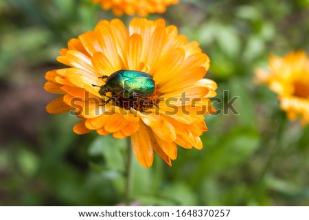 A pretty Chafer rose or a green Chafer Beetle rose, Cetonia aurata, nectiating on a calendula flower