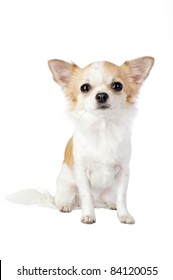 2,719 Chiwawa background Images, Stock Photos & Vectors | Shutterstock