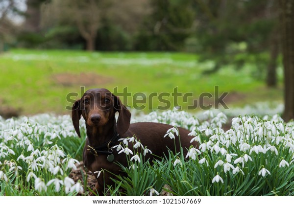 Pretty Chocolate Tan Shorthaired Miniature Dachshund Stock Photo