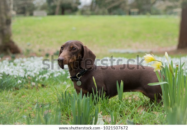 Pretty Chocolate Tan Shorthaired Miniature Dachshund Stock Photo