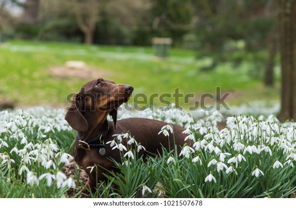 Pretty Chocolate Tan Shorthaired Miniature Dachshund Stock Photo