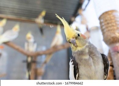 pretty cockatiel with his family on his behind inside bird cage aviary parrot bird lifestyle 