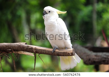 Pretty cockatoo on branch tree
