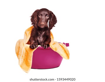 Pretty Cocker Spaniel Puppy Having Bath In A Basin