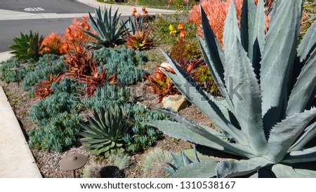 Pretty and colorful drought tolerant landscaping in Southern California                              
