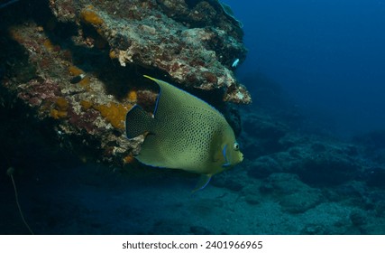 pretty and colourful koran angelfish swimming by with the coral reef and blue waters of watamu marine park, kenya, in the background