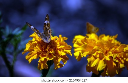 A pretty common buckeye butterfly rests atop a golden colored marigold flower with a defocused background. A nice way to advertise flower gardening or the study of insects.