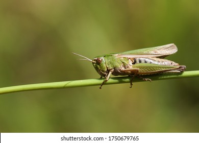 A pretty Common green Grasshopper, Omocestus viridulus, perching on grass in a field in the UK.