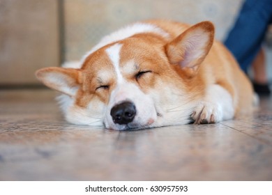 犬 寝顔 の写真素材 画像 写真 Shutterstock