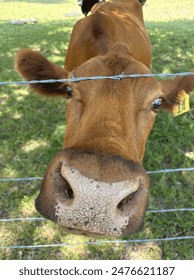 Pretty cow looking at camera