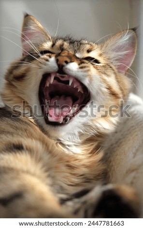 Pretty cute cat with open mouth, Funny smiling pets. Humor. Yawning